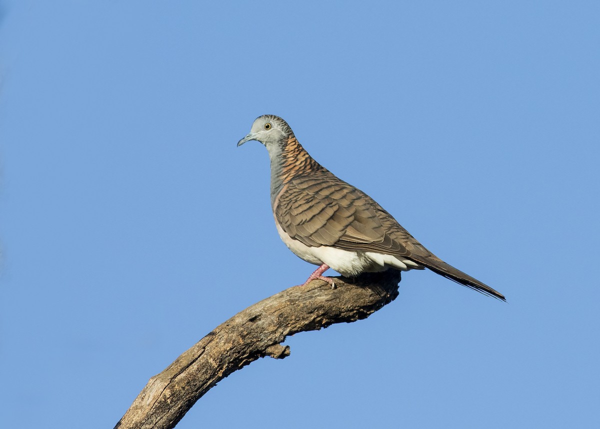 Bar-shouldered Dove - ML230419591