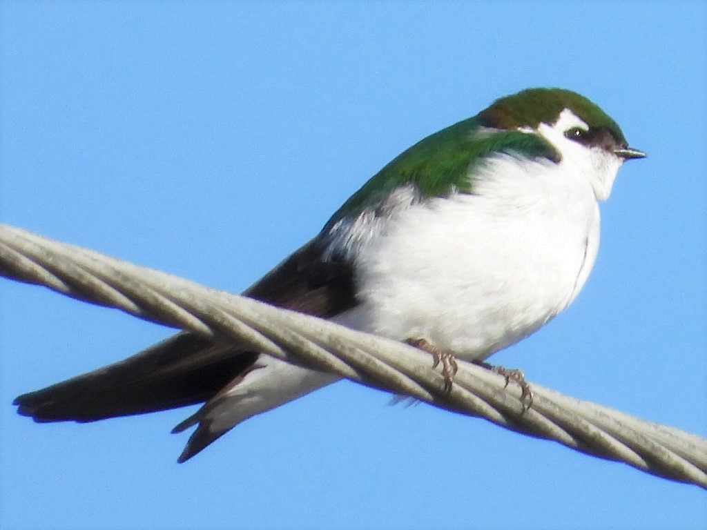 Violet-green Swallow - Roy Lambert