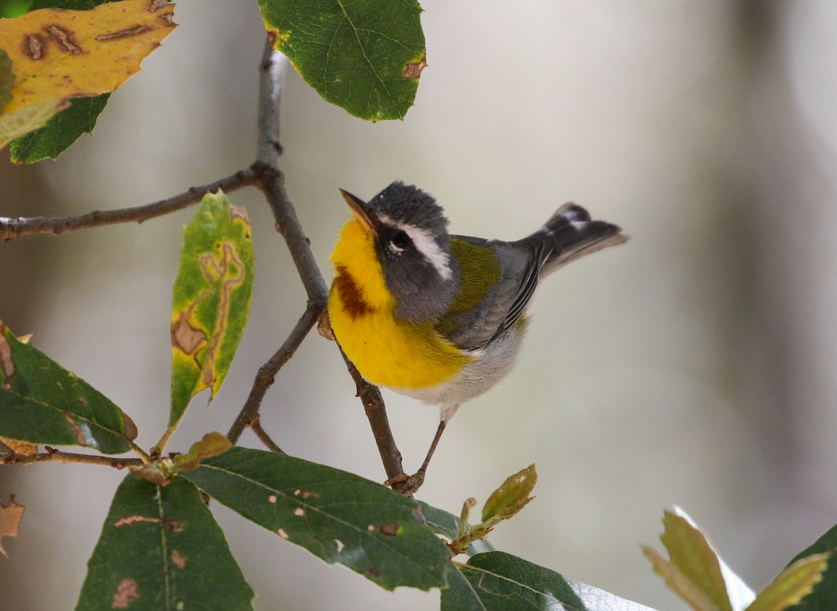 Crescent-chested Warbler - ML230420751