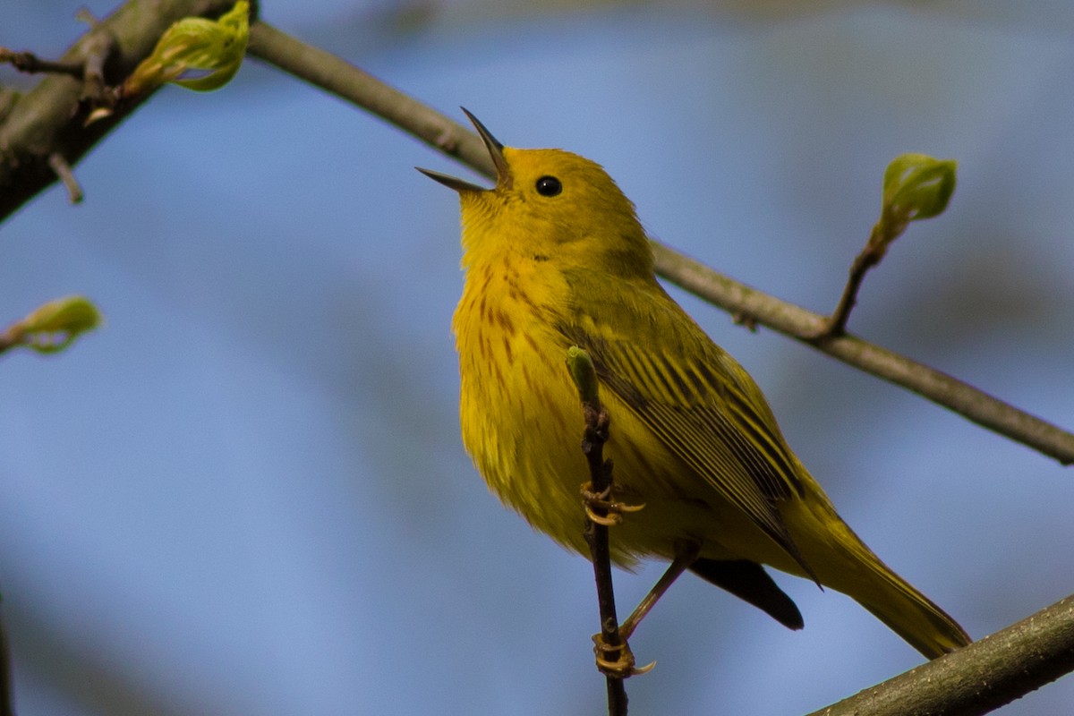 Yellow Warbler - Mike Russell
