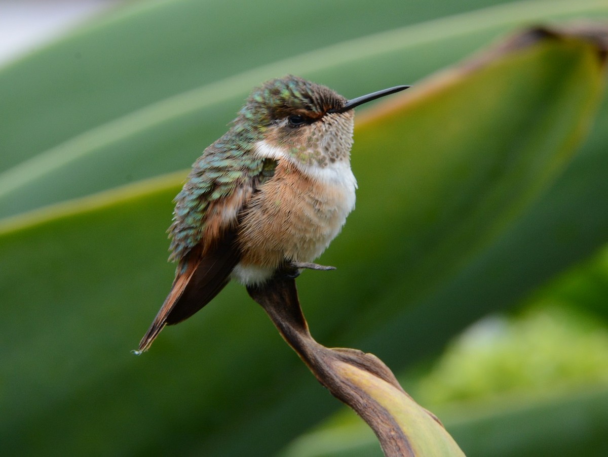 Scintillant Hummingbird - "Chia" Cory Chiappone ⚡️