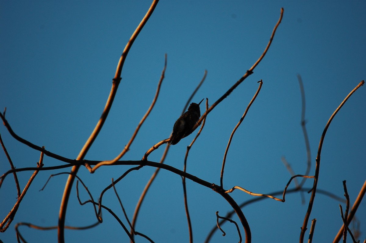Black-chinned Hummingbird - ML230434521