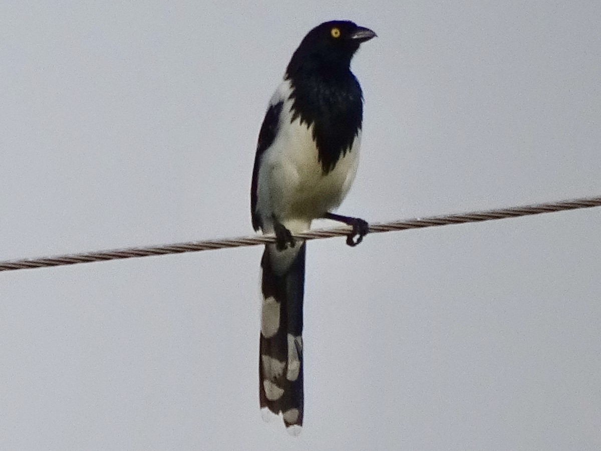 Magpie Tanager - ML230436391
