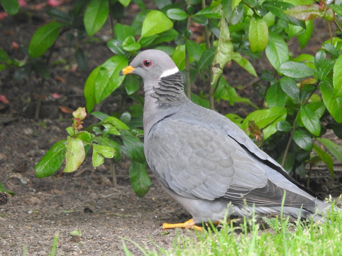 Band-tailed Pigeon - ML230436691