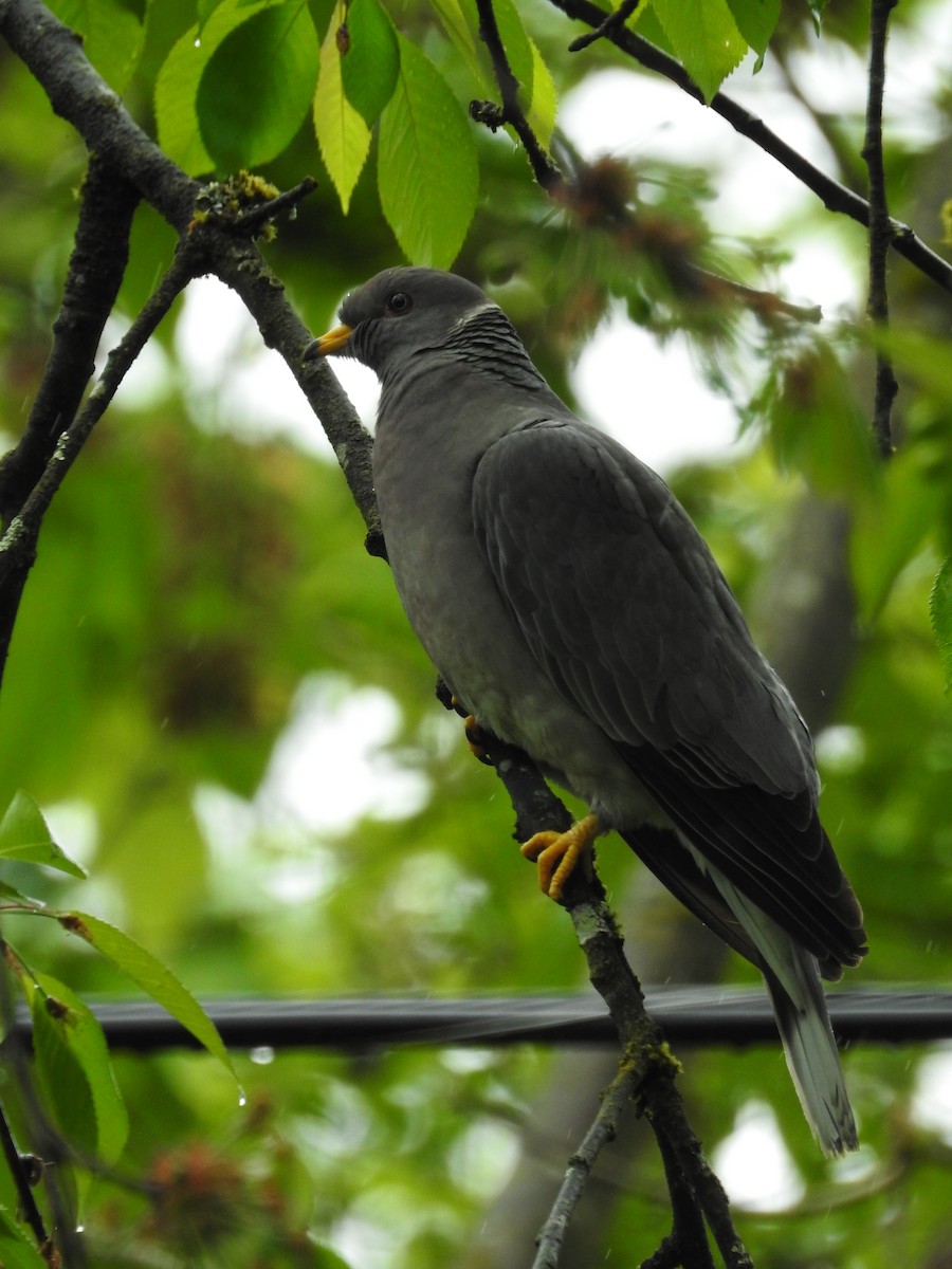 Band-tailed Pigeon - ML230436701