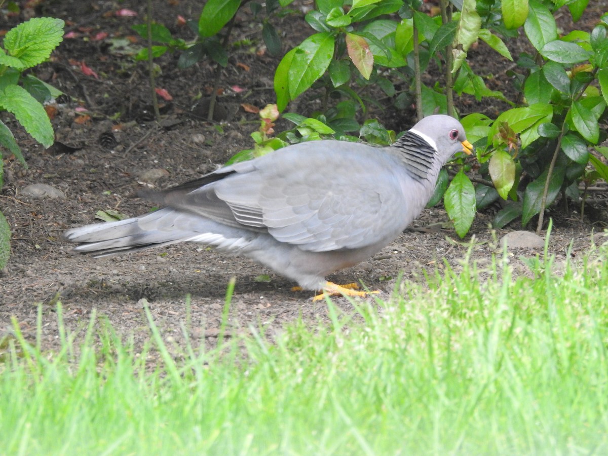 Band-tailed Pigeon - ML230436711