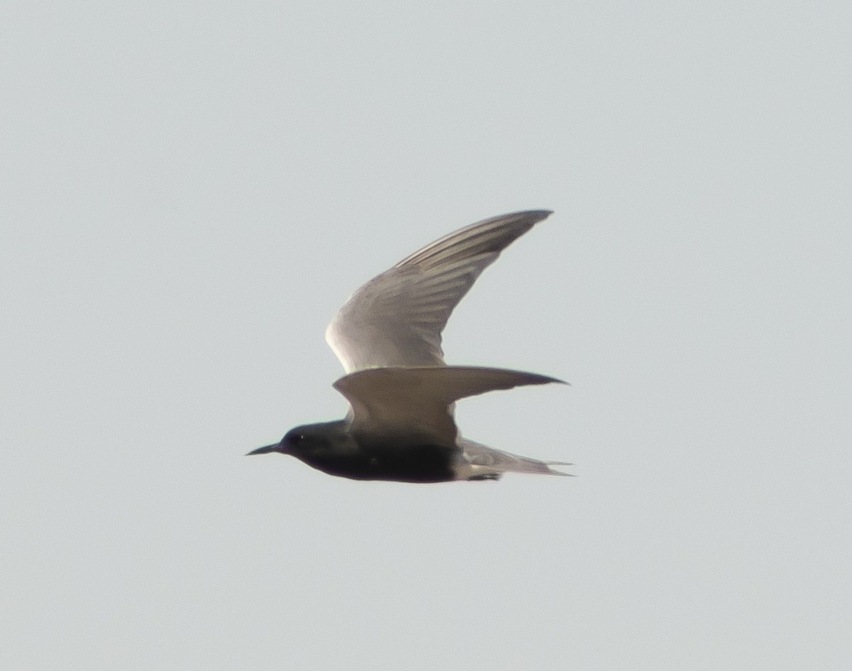 Black Tern - ML230436841
