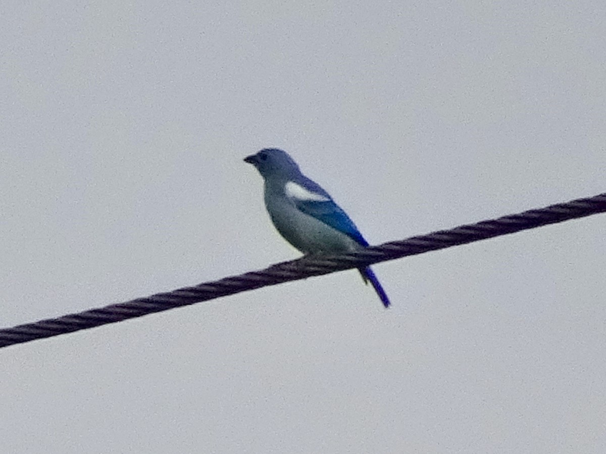 Blue-gray Tanager - ML230436851