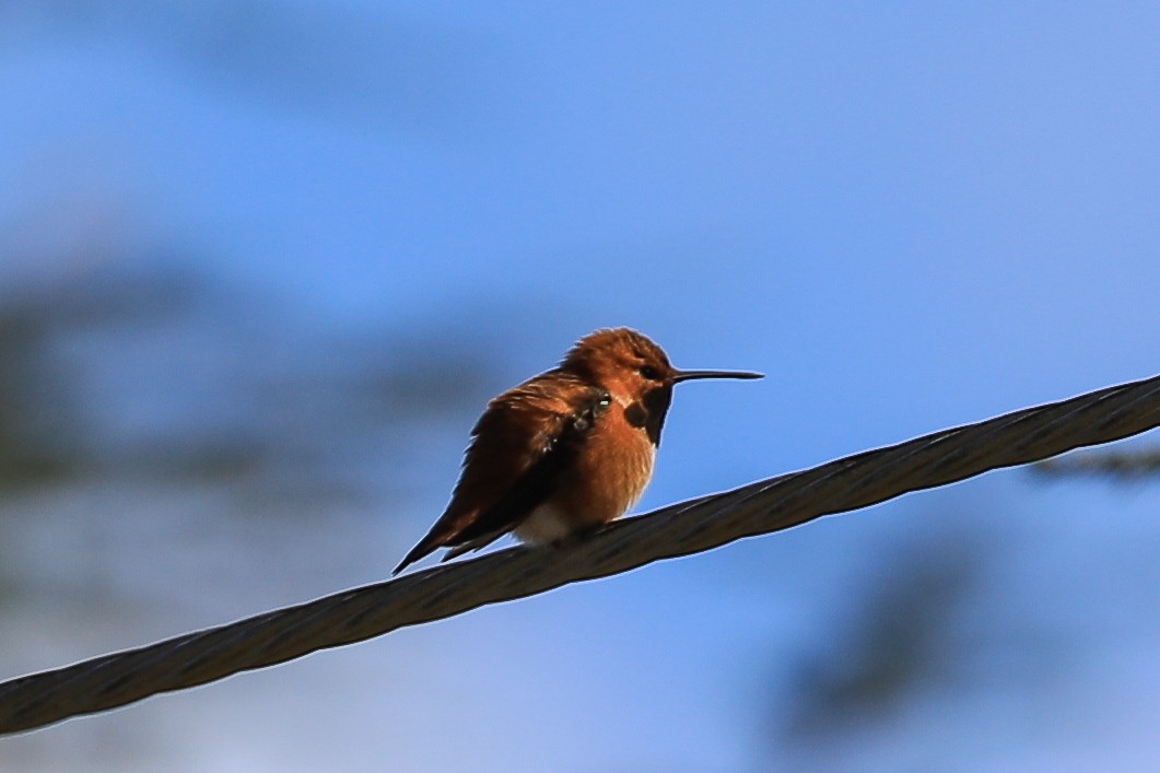 Rufous Hummingbird - ML230438791