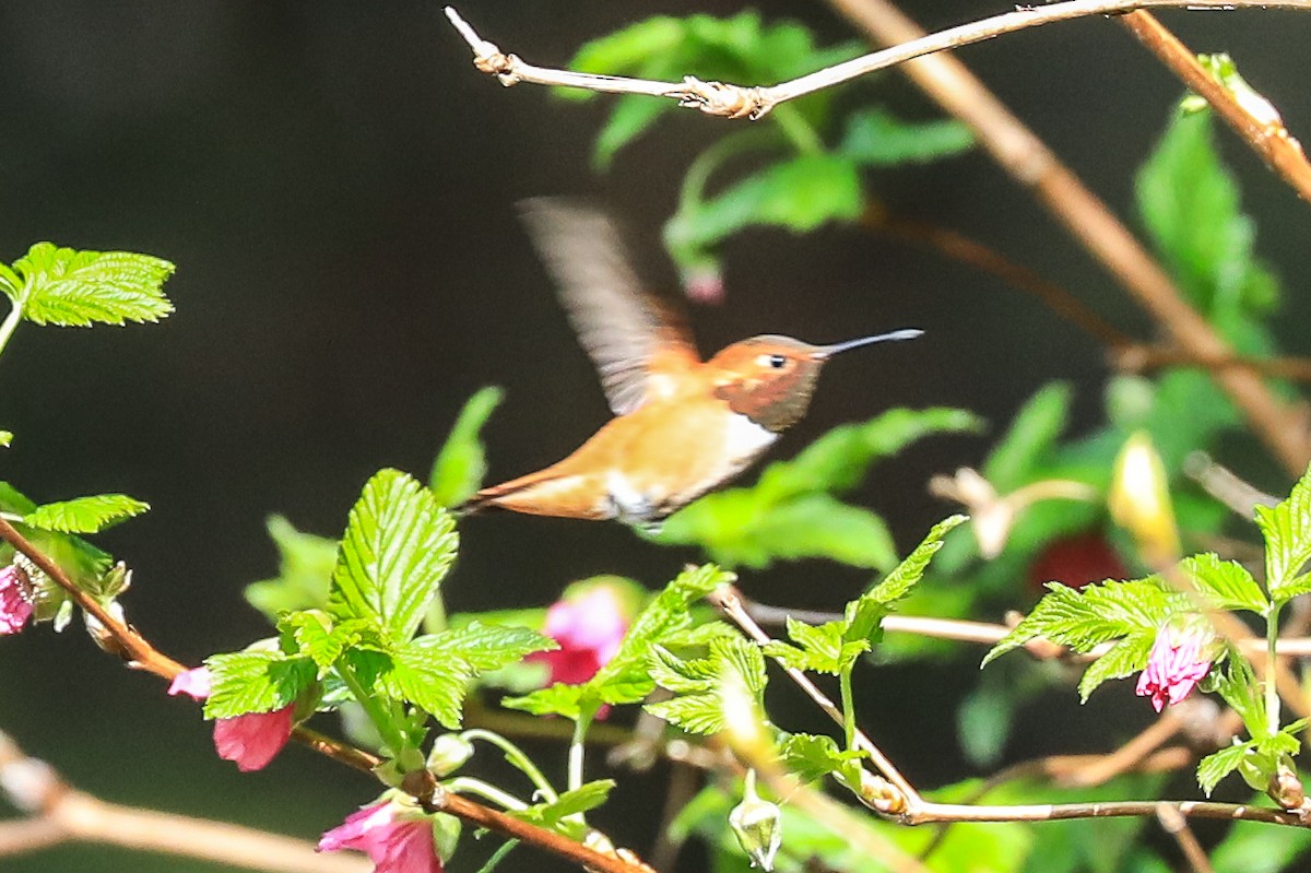 Rufous Hummingbird - ML230438811