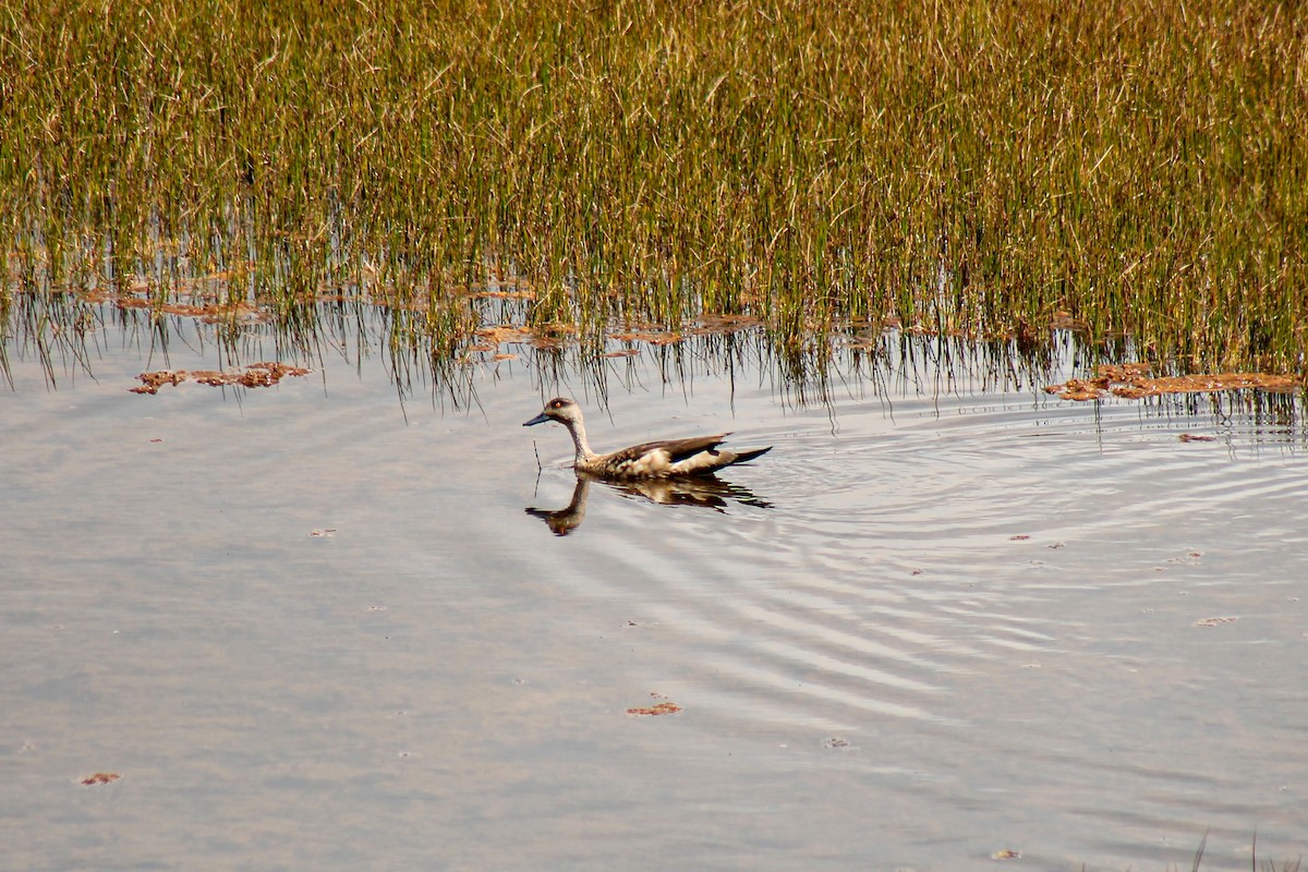 Crested Duck - ML230441691