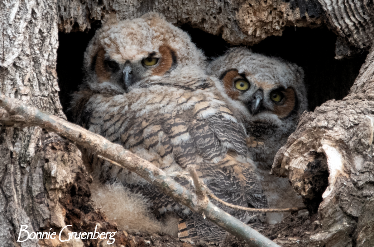 Great Horned Owl - ML230457101