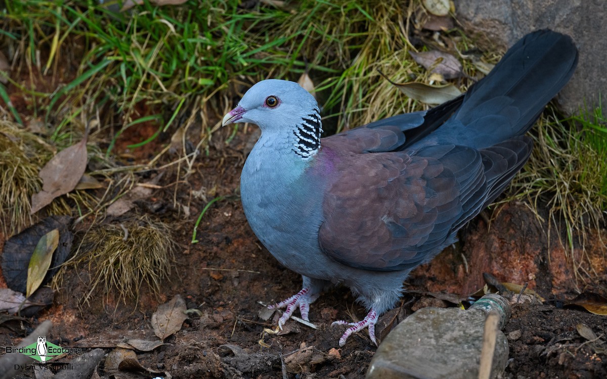 Nilgiri Wood-Pigeon - ML230461481