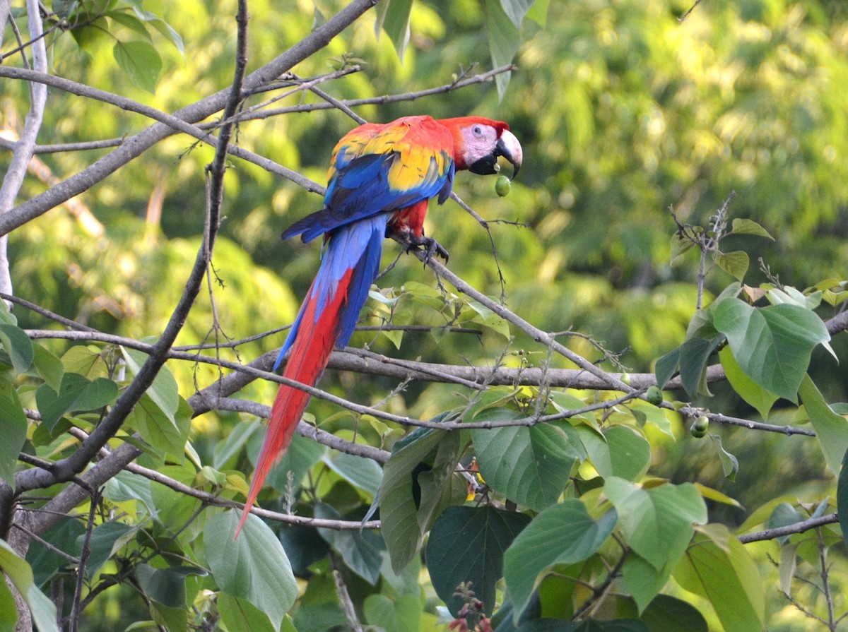 Scarlet Macaw - "Chia" Cory Chiappone ⚡️