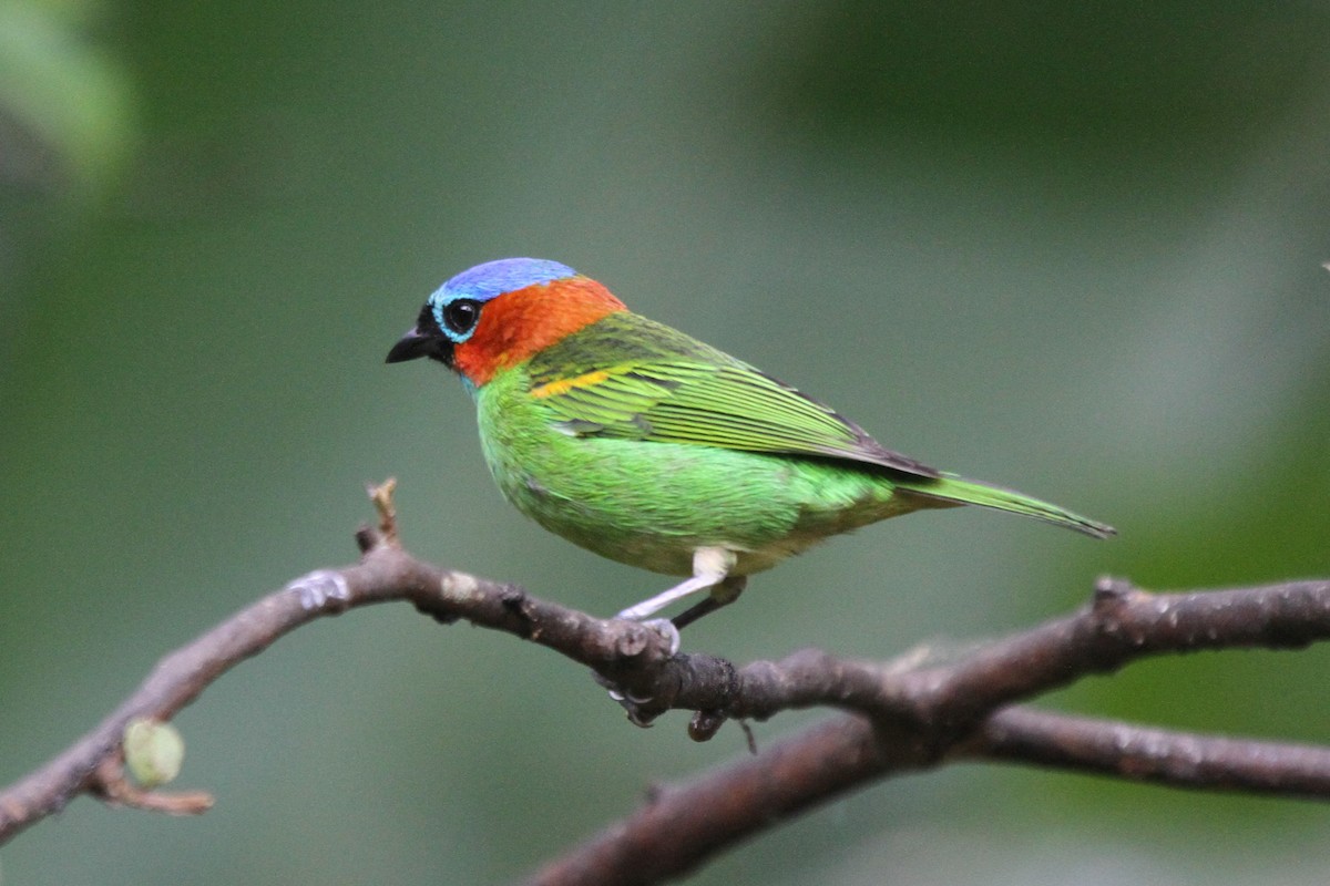 Red-necked Tanager - ML230464571