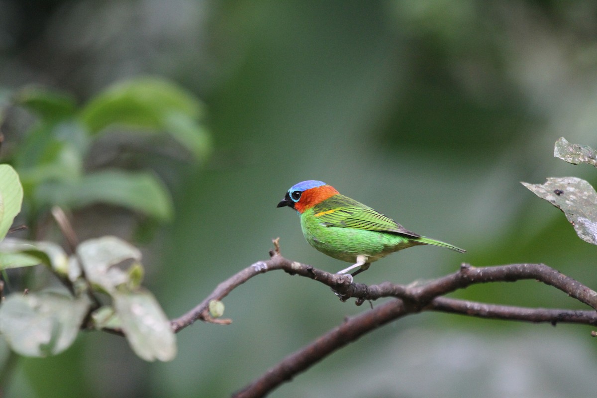 Red-necked Tanager - ML230465001