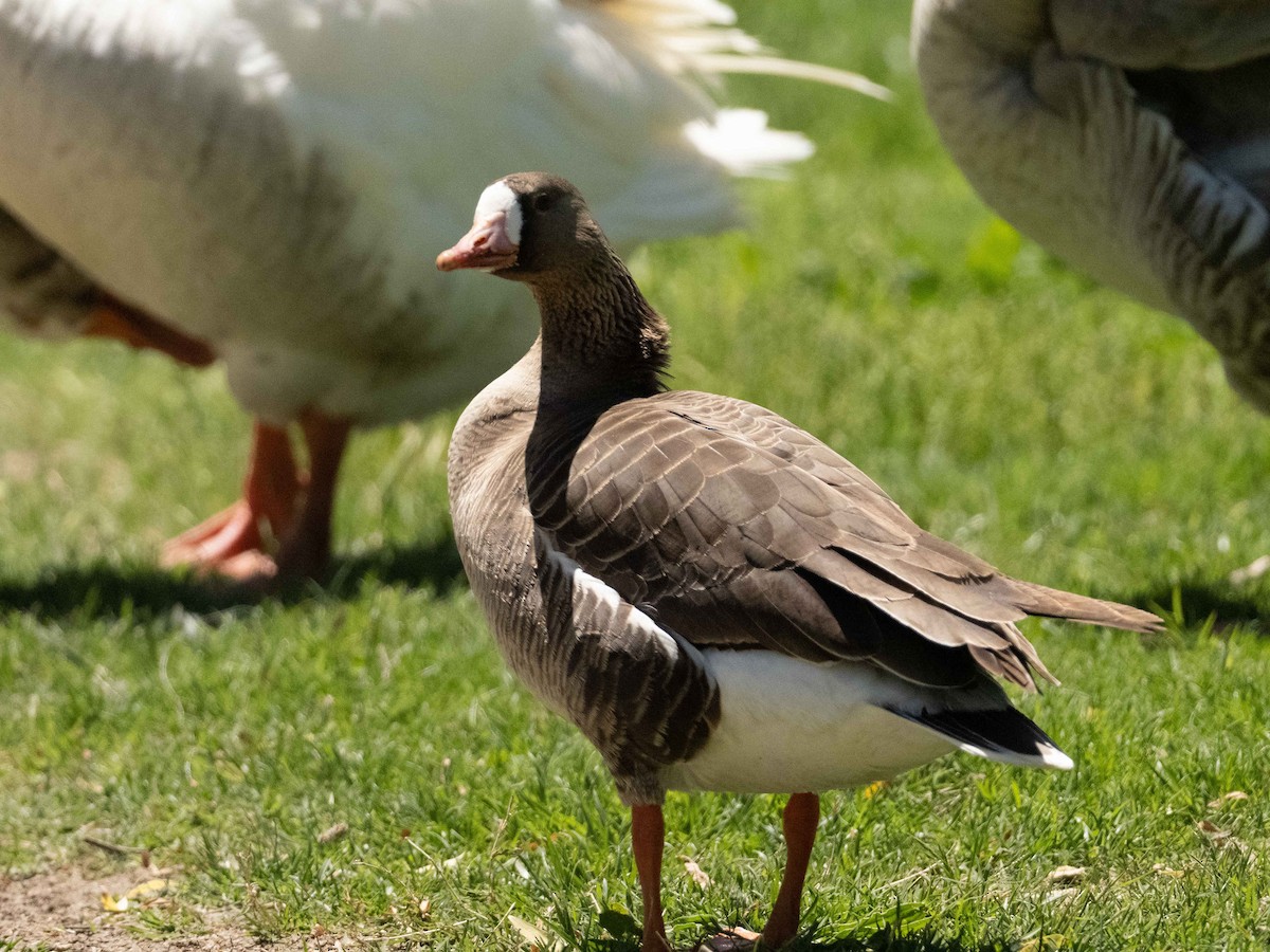 Greater White-fronted Goose - ML230468521