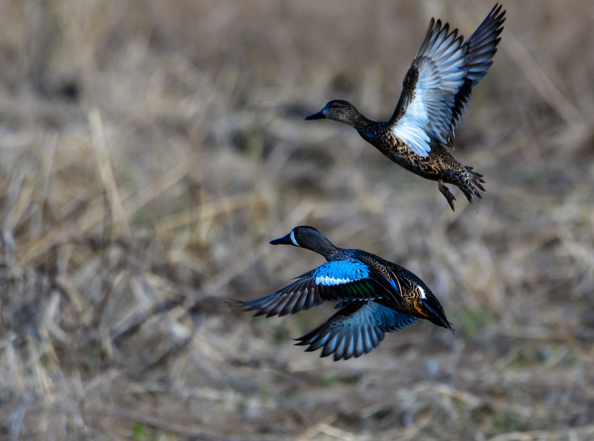 Blue-winged Teal - ML230469251