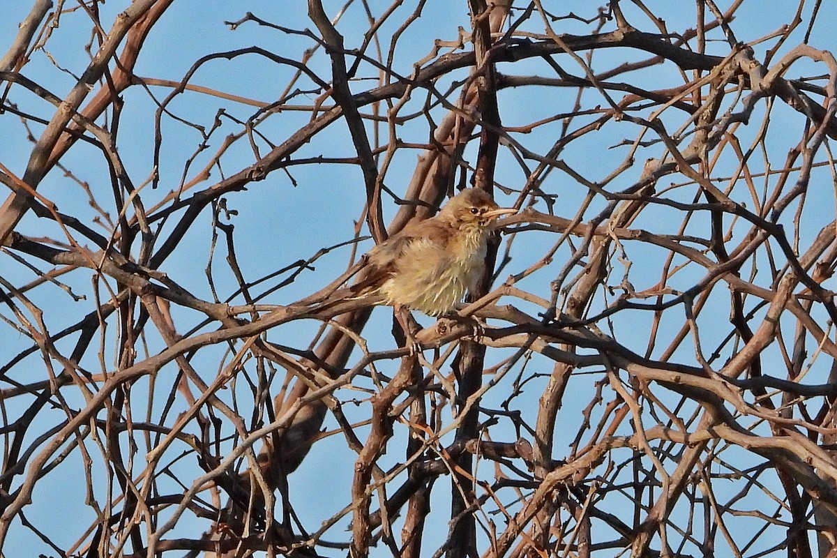Common Reed Warbler - silverwing 123