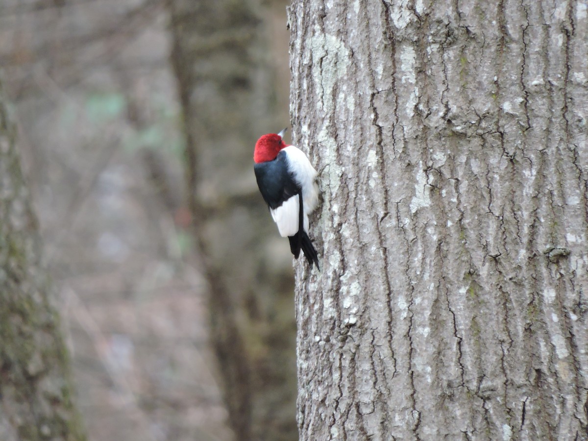 Red-headed Woodpecker - ML23048301
