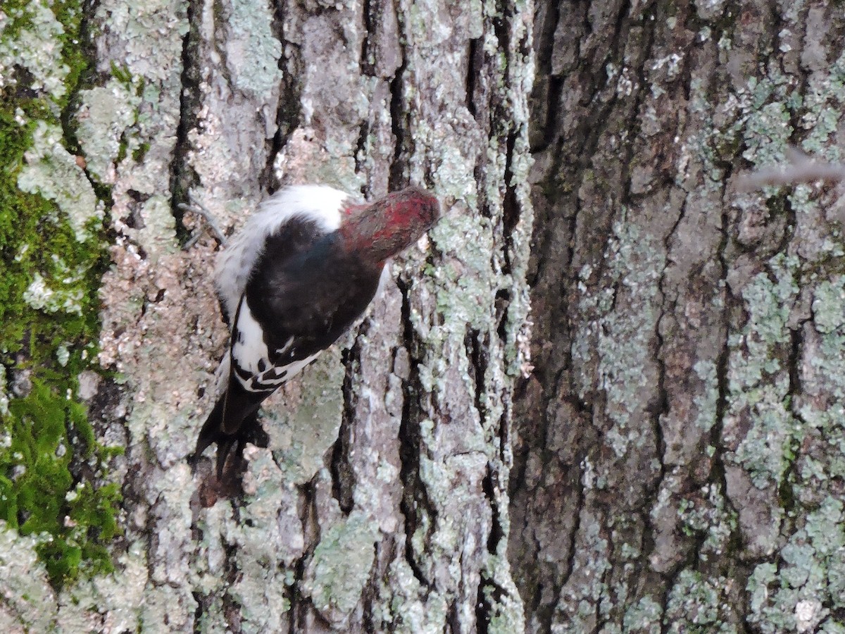 Red-headed Woodpecker - ML23048361