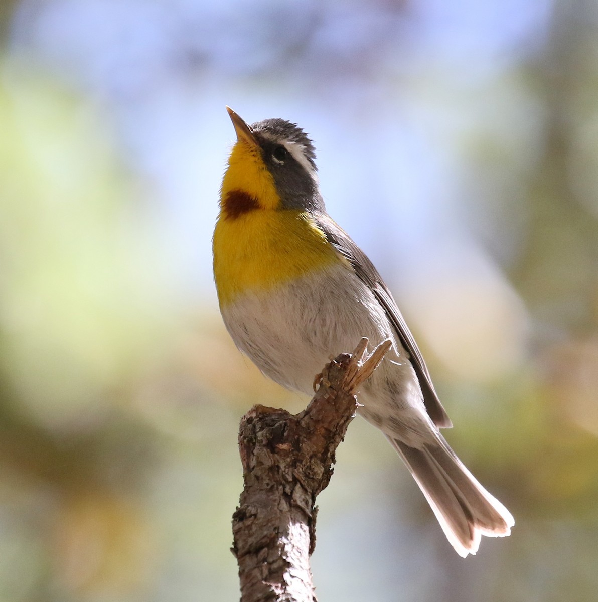 Crescent-chested Warbler - ML230487341