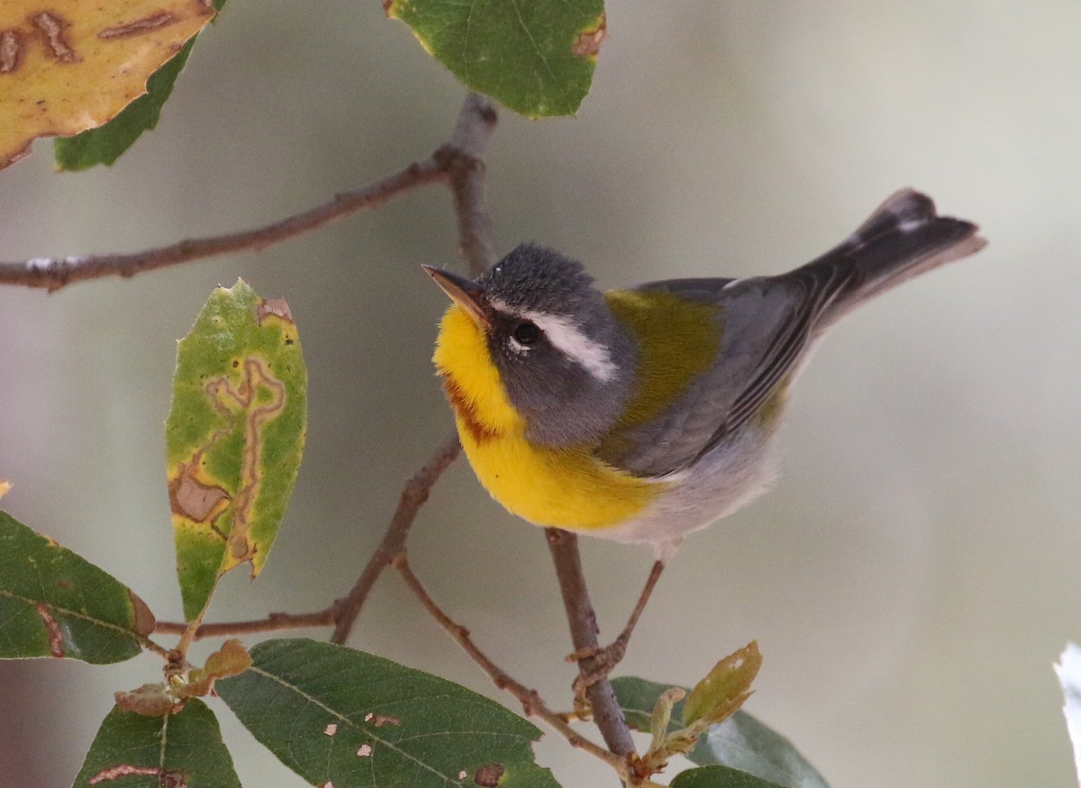 Crescent-chested Warbler - ML230487361