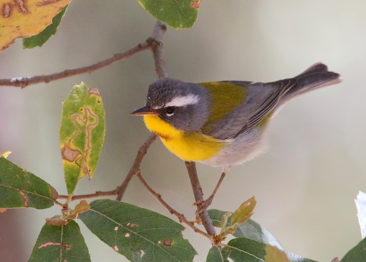 Crescent-chested Warbler - ML230487381