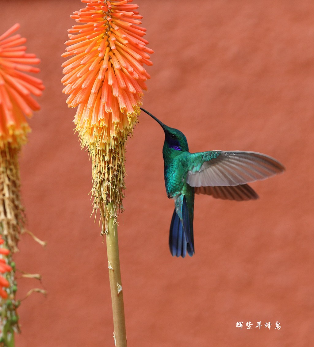 Speckled Hummingbird - Qiang Zeng