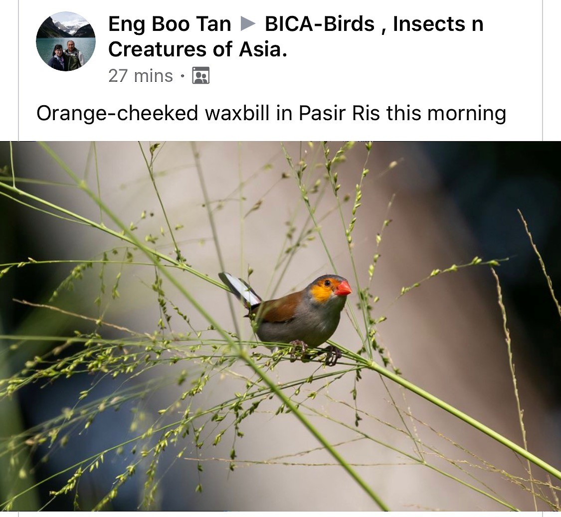 Orange-cheeked Waxbill - Singapore Social Media