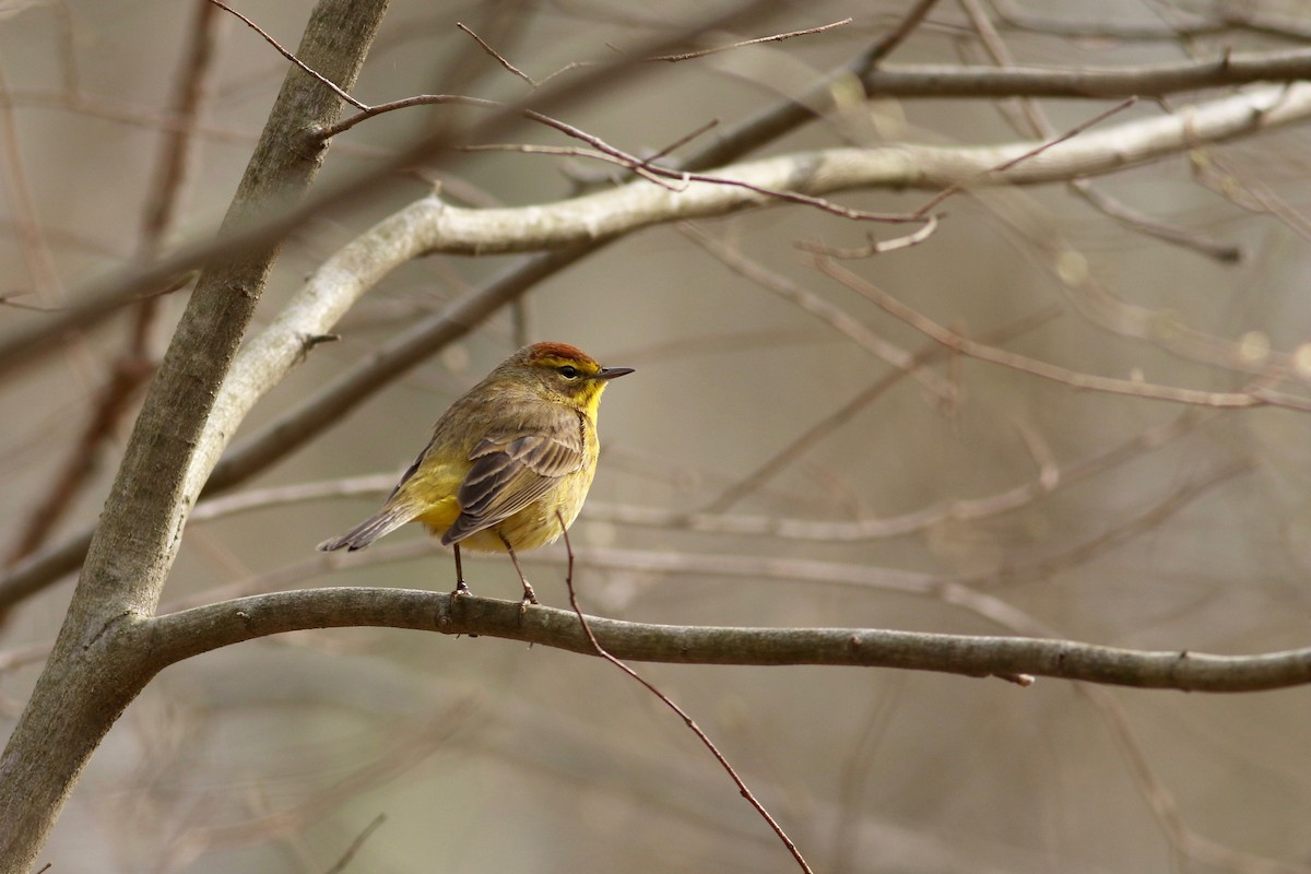 Palm Warbler (Yellow) - Joel Eckerson