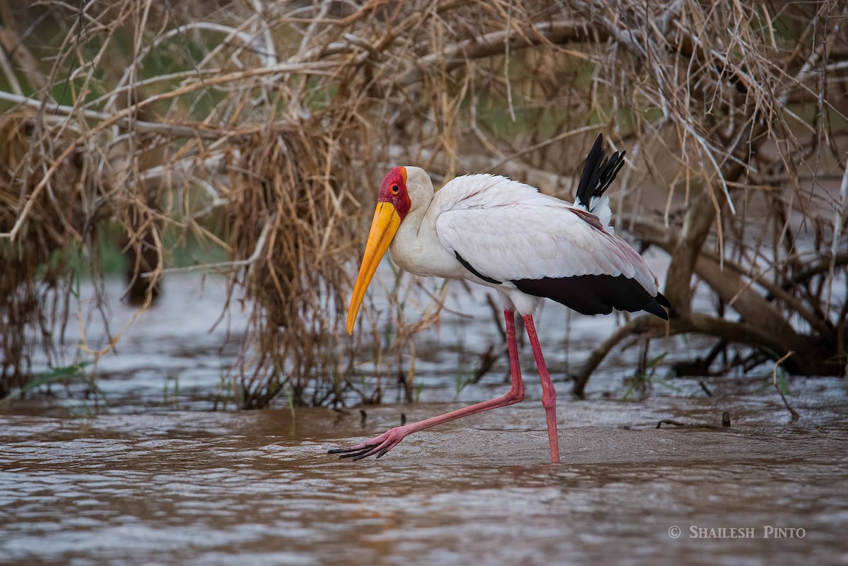 Yellow-billed Stork - Shailesh Pinto
