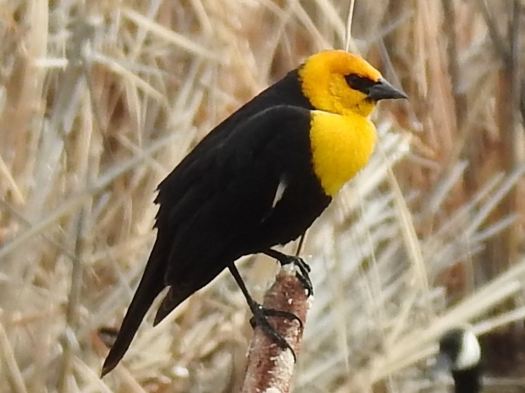 Yellow-headed Blackbird - ML230500931