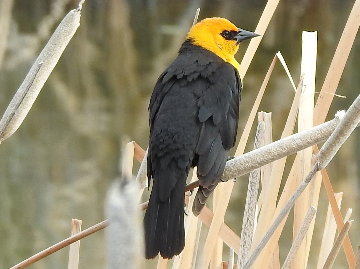 Yellow-headed Blackbird - ML230501001