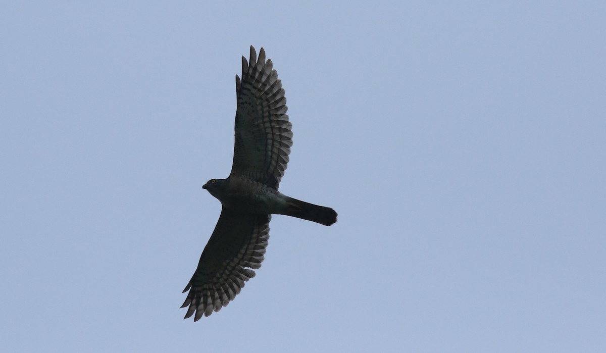 Chinese Sparrowhawk - ML230501061