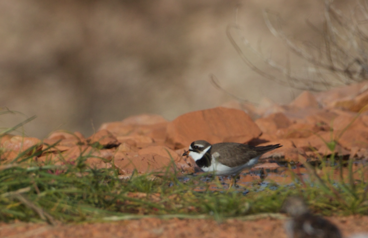 Semipalmated Plover - ML230502681