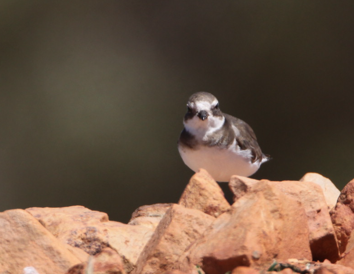 Semipalmated Plover - ML230503161