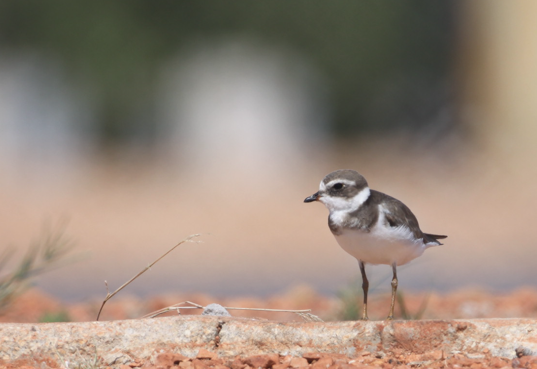 Semipalmated Plover - ML230503931