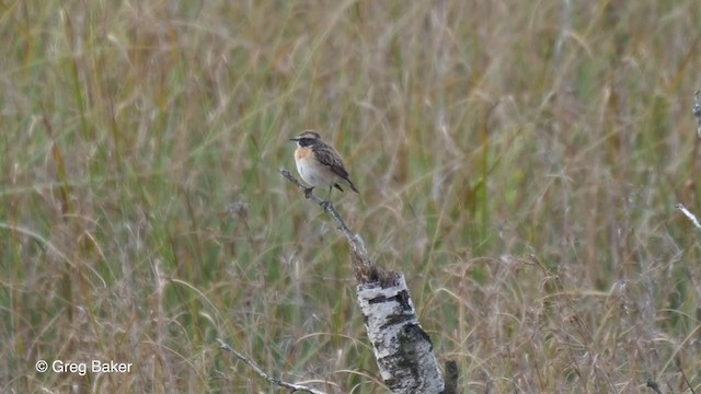Whinchat - ML230504381