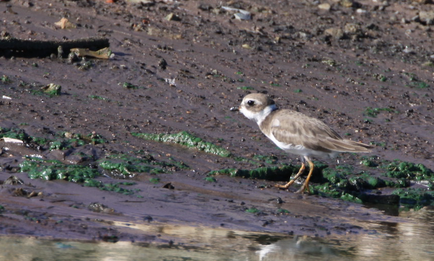 Semipalmated Plover - ML230504401