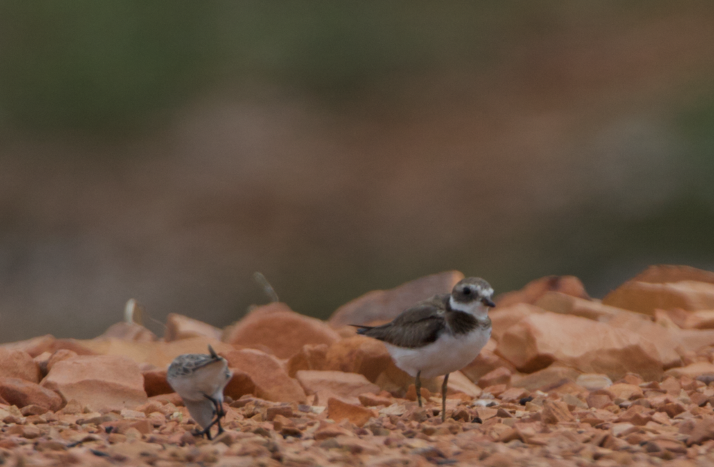 Semipalmated Plover - ML230504821