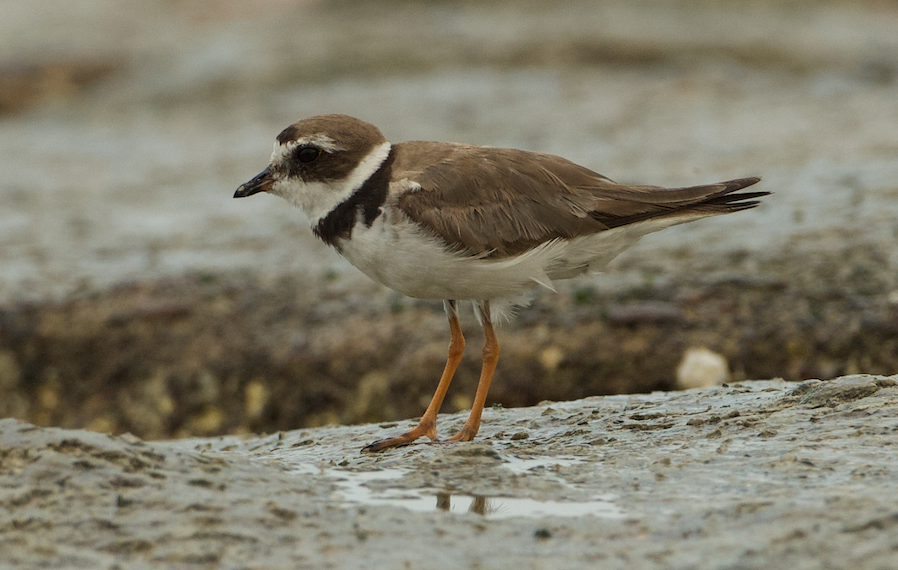 Semipalmated Plover - ML230505371