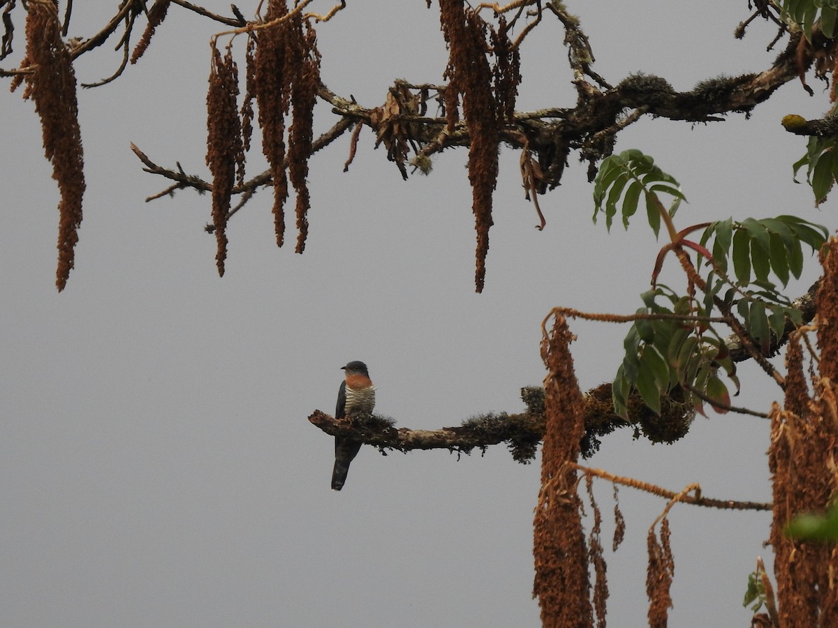 Red-chested Cuckoo - ML230505381