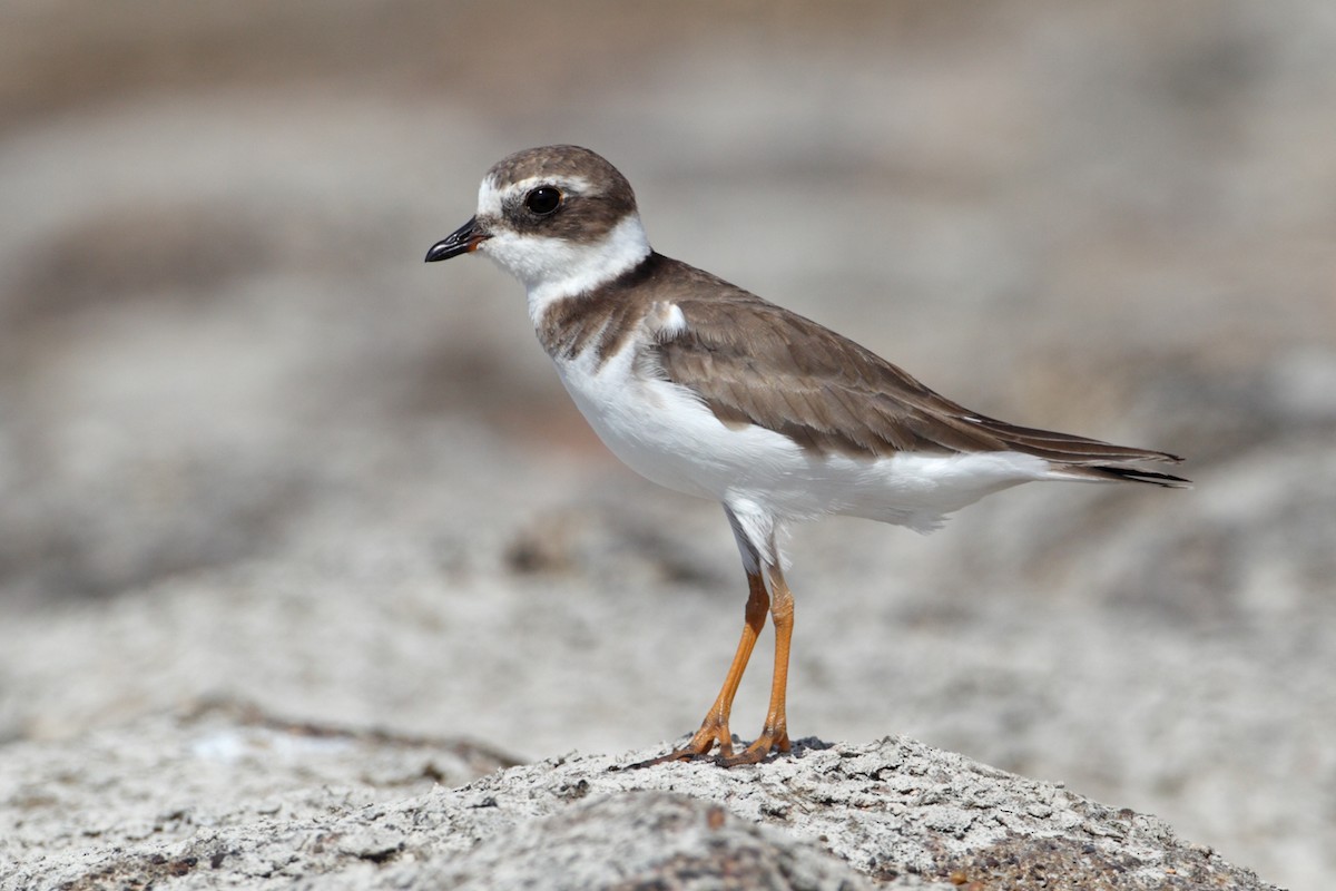 Semipalmated Plover - ML230505701