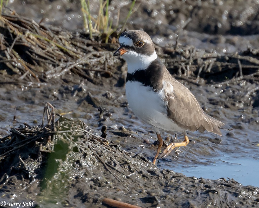 Semipalmated Plover - ML230506751