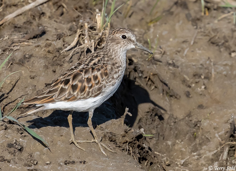 Least Sandpiper - Terry Sohl