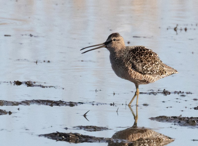Long-billed Dowitcher - Terry Sohl