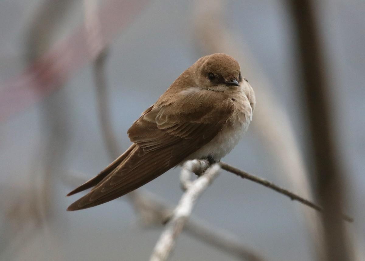 Northern Rough-winged Swallow - Scott Sneed