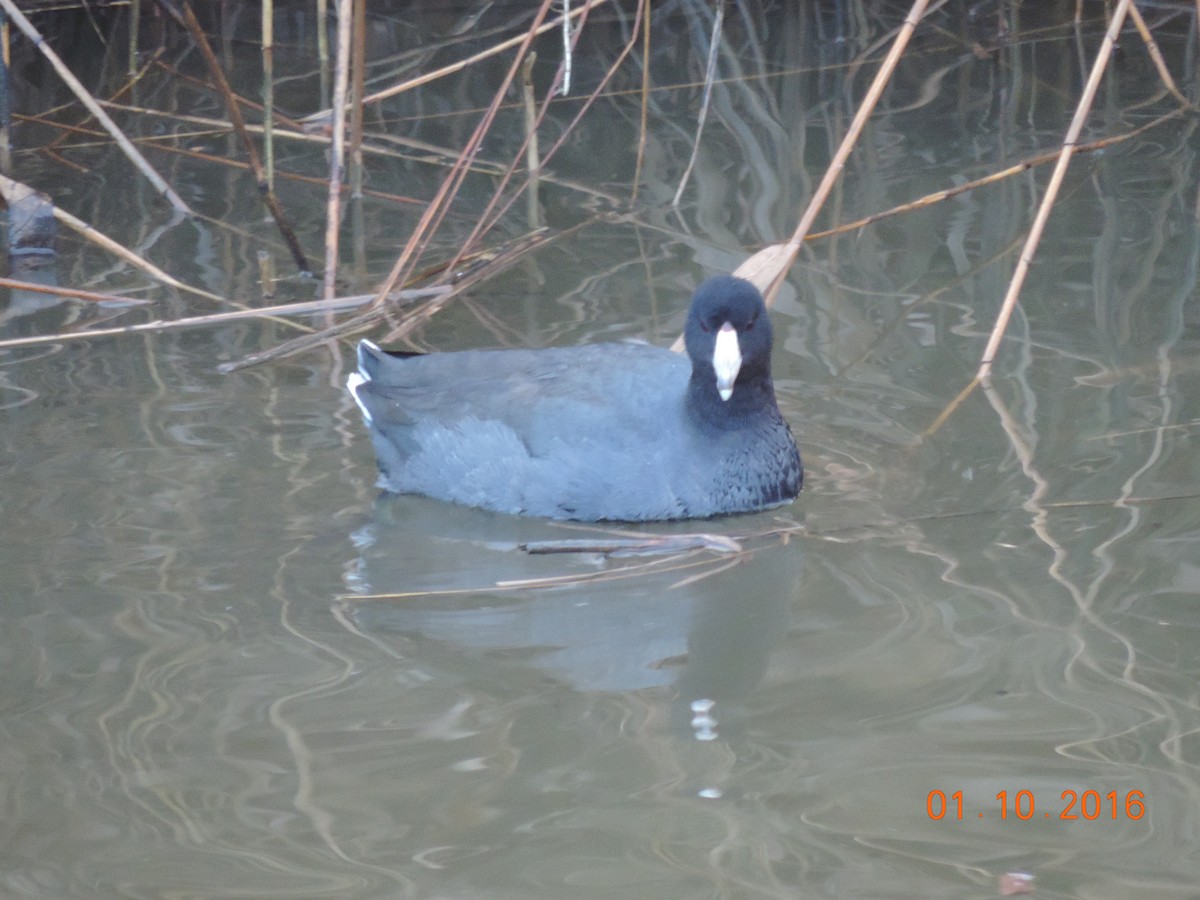 American Coot (Red-shielded) - ML23051191