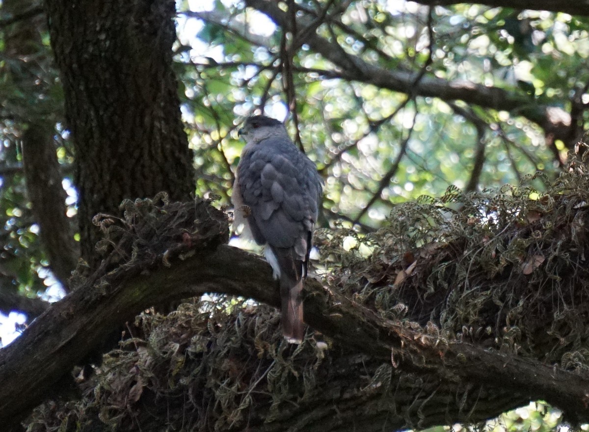 eBird Checklist 4 May 2020 Kendall Indian Hammocks Park 21 species